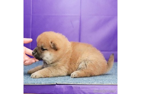 成約済の愛知県の柴犬-300928の4枚目